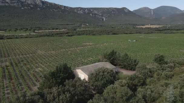 Aerea Lavoratori Del Vigneto Ispezionano Viti Prima Della Vendemmia — Video Stock