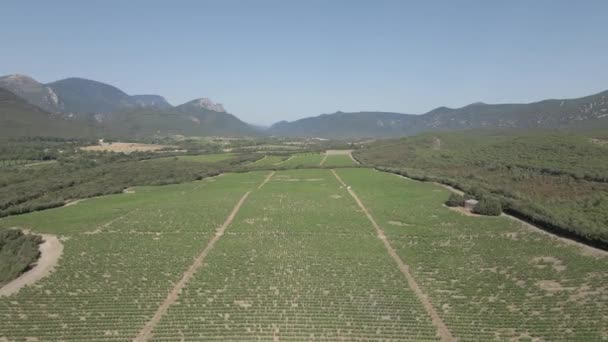 Tiefflug Über Grünen Weinbergen Der Nähe Der Französischen Pyrenäen — Stockvideo