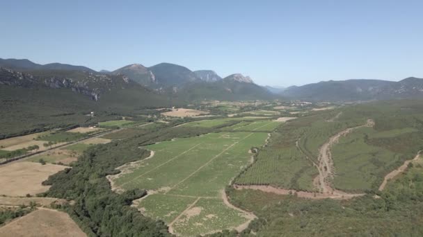 Huge Vineyards Fill Green Pyrenees Orientales Valley France — Stock Video