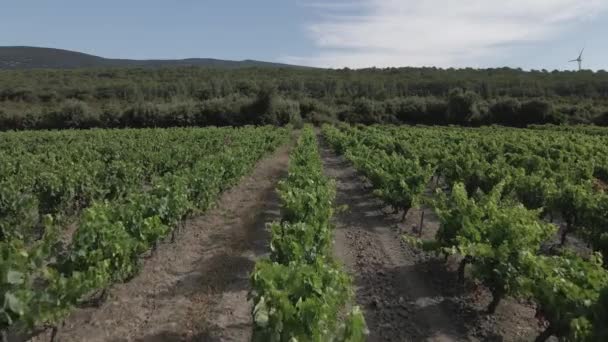 Baixa Aérea Linhas Retas Vinhas Uva Vinha Dos Pirenéus Franceses — Vídeo de Stock