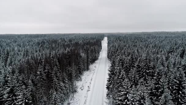 Путь Среди Сосновых Лесов Время Рождественского Сезона — стоковое видео