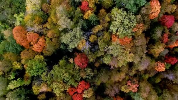 Wspinaczka Góra Dół Strzał Nad Pięknym Kolorowe Korony Drzew Lasu — Wideo stockowe