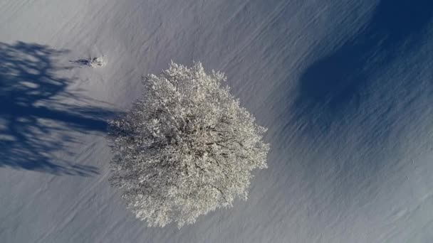 Enkelt Träd Med Lång Skugga Snövit Vinter Landskap Overhead — Stockvideo