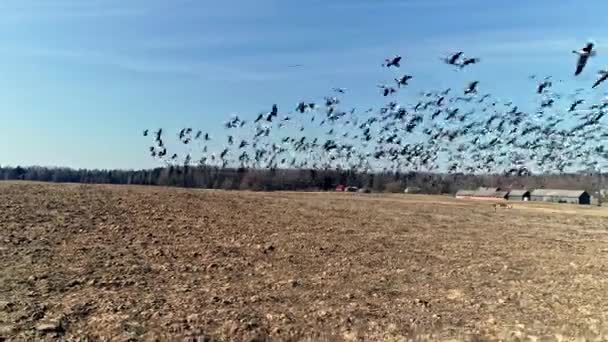 Zpomalený Záběr Ukazující Hejno Černých Ptáků Letících Nad Zemědělským Polem — Stock video