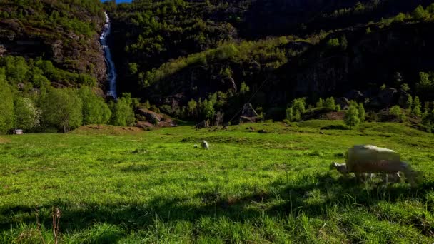 Ovejas Jóvenes Pastando Prado Verde Exuberante Frente Cascada Noruega — Vídeos de Stock