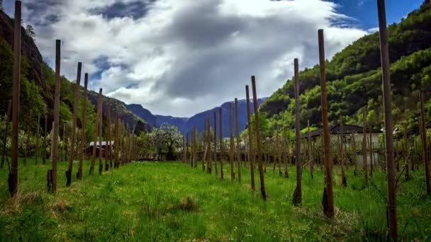 Tiempo Lapso Disparo Crecimiento Apple Garden Entre Montañas Nubes Voladoras — Vídeos de Stock