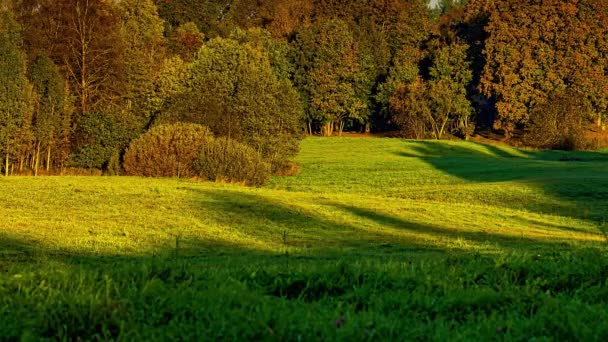 황금빛 태양은 녹색의 잔디와 나무를 발광한다 라포스 — 비디오