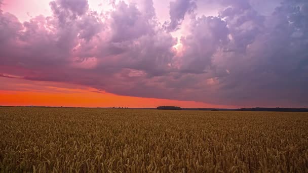 Vista Campo Rural Com Brotos Trigo Verde Jovens Noite Nublada — Vídeo de Stock