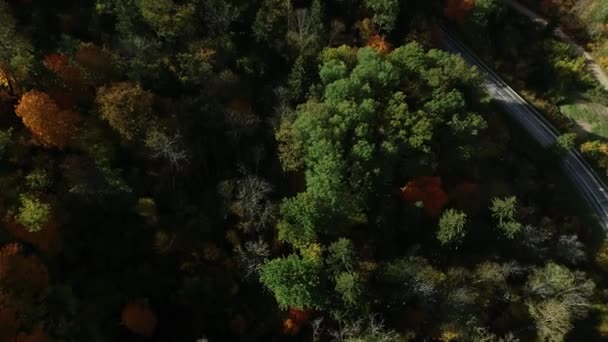 Drone Colpo Volando Sopra Una Bellissima Foresta Verde Lussureggiante Con — Video Stock