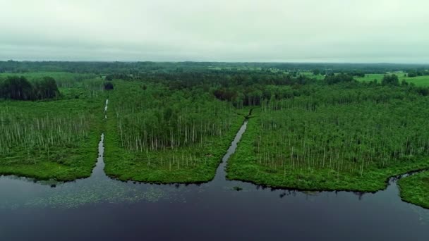 Sersemletici Yemyeşil Orman Manzarası Göl Kıyısında Hava Taşımacılığı Sol — Stok video