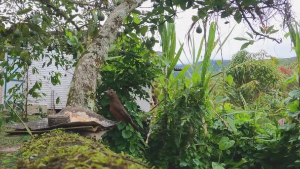 Female Pico Plata Visits Bird Feeder Peruvian Avocado Tree — Stock Video