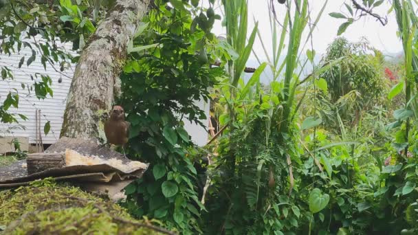 Cautious Female Pico Plata Bird Avocado Tree Feeder Jungle — Stock Video