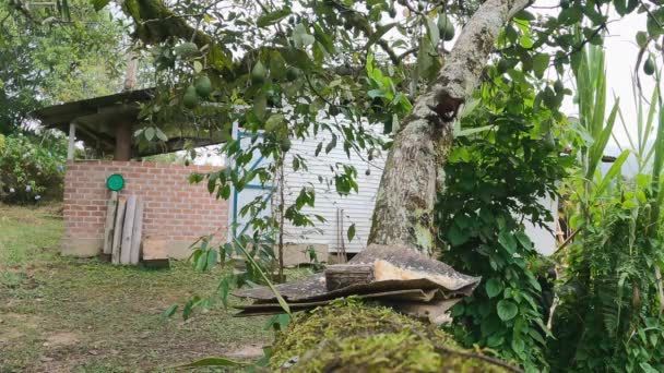 Czarny Tyran Samiec Ptak Odwiedza Karmnik Awokado Drzewo Peru Dżungla — Wideo stockowe