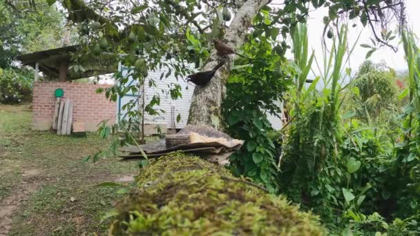 Man Pico Plata Fågel Dyk Bomber Matare Upp Avokado Träd — Stockvideo