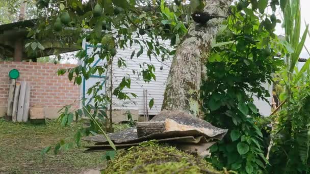 Två Manliga Pico Plata Fåglar Vid Matare Avokado Träd Regnig — Stockvideo