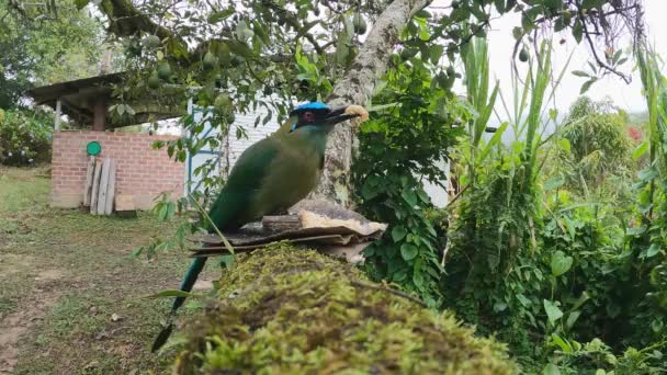 Motmot Andean Indah Dengan Ujung Ekor Raket Pengumpan Burung Peru — Stok Video