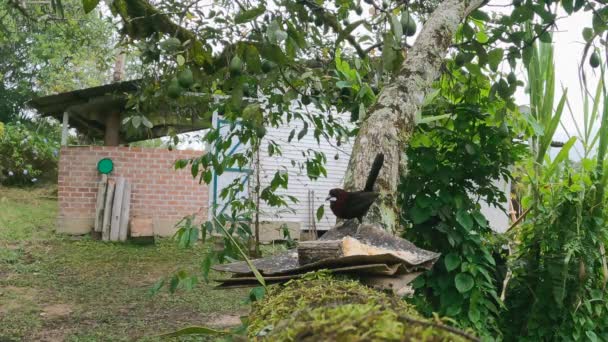 Male Black Tyrant Bird Joined Avocado Tree Feeder Female — Stock Video