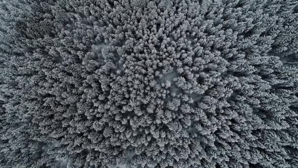 Aerial Top Shot Dense Snowy Winter Spruce Forest Wintertime Beautiful — Stock Video