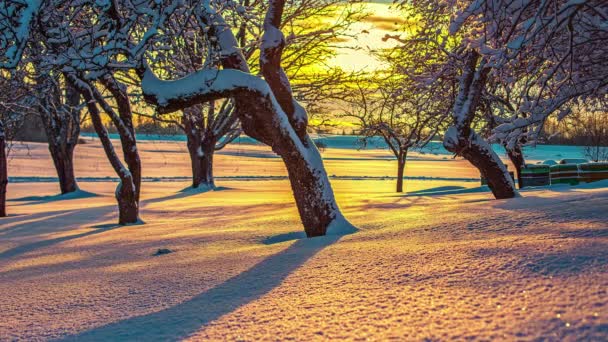 Zeitraffer Aufgenommen Bunten Sonnenuntergang Hinter Schneebedeckten Bäumen Und Verschneiten Feld — Stockvideo