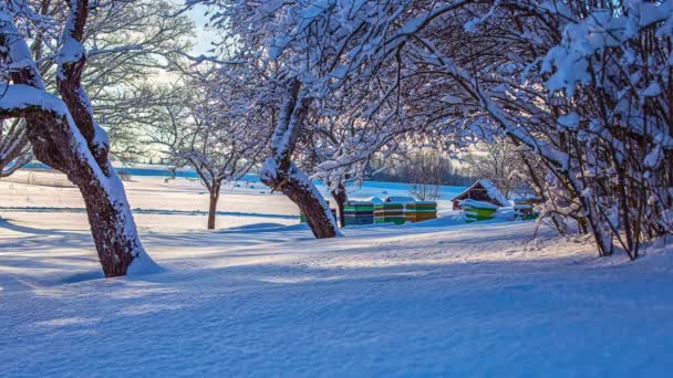 Krásná Zimní Krajina Světelným Paprskem Bílé Zahradě Zasněženými Větvemi Stromů — Stock video