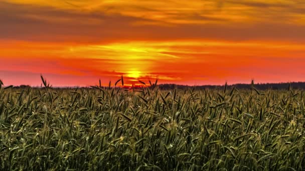 Levendige Zonsopgang Boven Gecultiveerde Landbouwgrond Oranje Lucht Tijdsverloop — Stockvideo