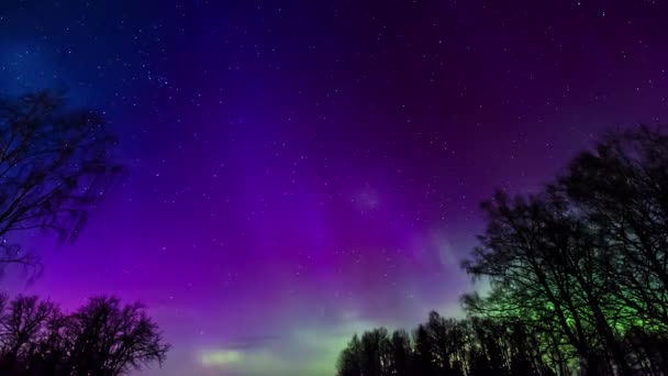北极光 和深紫色的夜空中的树木轮廓 星星和彗星在天空中飞翔 — 图库视频影像
