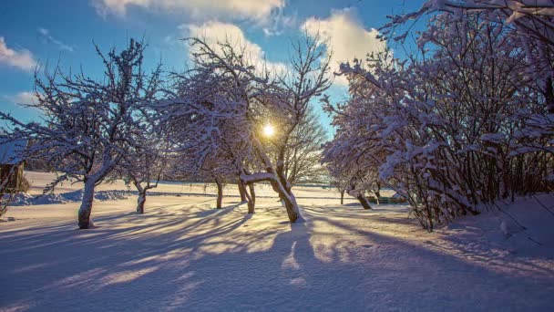 Sol Tarde Proyecta Sombras Árboles Movimiento Sobre Terreno Nevado Lapso — Vídeos de Stock