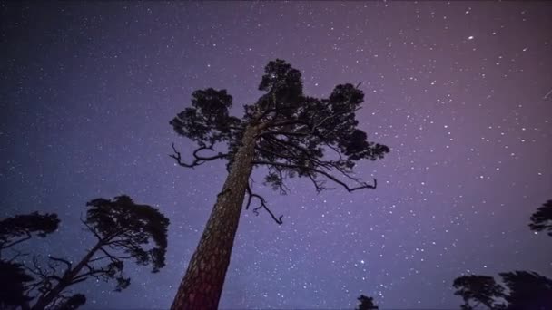 夜空に輝く流れ星と背の高い木のシルエットのダイナミックなタイムラプス — ストック動画