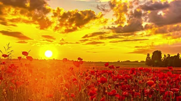 Timelapse Van Rode Papaver Bloemenbed Verlichting Tijdens Gouden Zonsondergang Achtergrond — Stockvideo