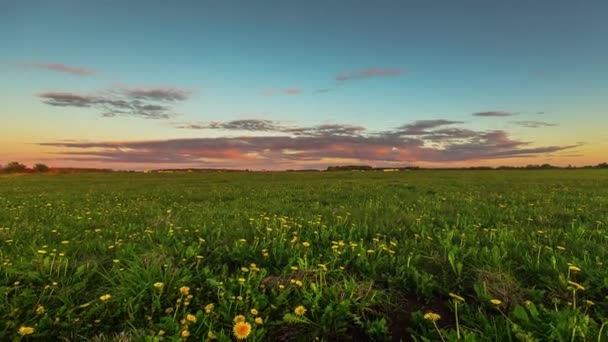 Dolly Slider Shot Van Weelderig Grasland Met Paardebloem Planten Time — Stockvideo