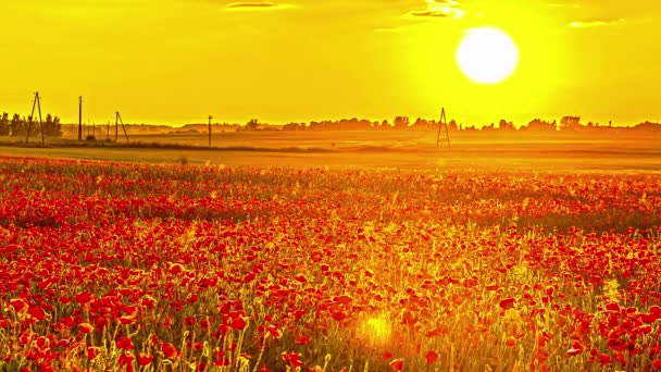 Statyczny Widok Pola Maku Kwiat Podczas Zachodu Słońca Timelapse Wiosenne — Wideo stockowe