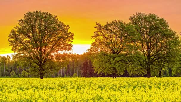 Morgenhimmel Erleuchtet Von Sonnenaufgang Über Leuchtend Gelbem Rapsfeld Zeitraffer — Stockvideo