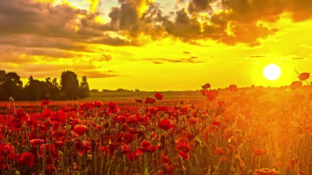Gün Batımında Kırmızı Haşhaş Tarlasının Görüntüsü Bahar Akşamları Güzel Çiçekler — Stok video