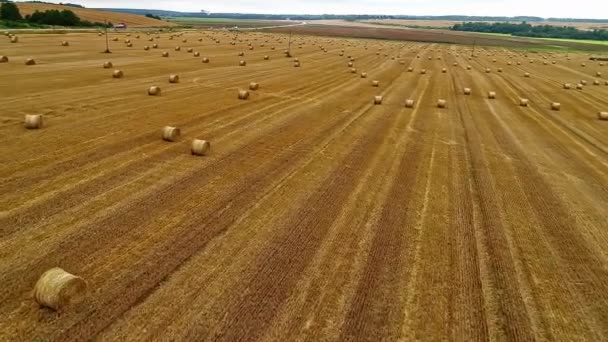 Panorama Escénico Del Cultivo Trigo Después Ser Cosechado Enrollado Fardos — Vídeo de stock