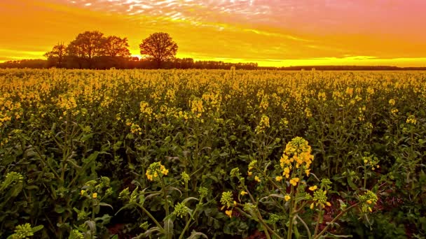Statický Pohled Krásnou Jarní Krajinu Řepkovými Plodinami Při Západu Slunce — Stock video