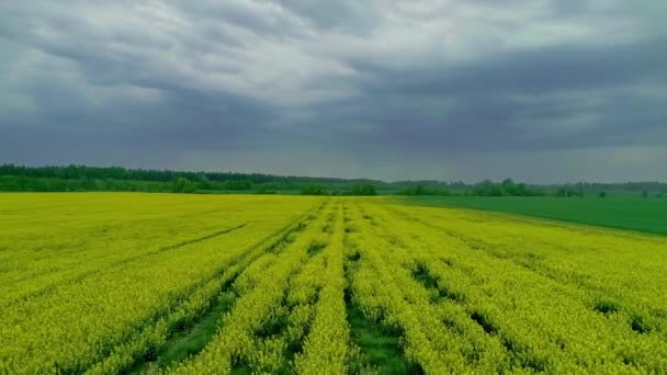 耕地上の側面ドローン飛行 黄色の菜種と緑のカバー作物 — ストック動画