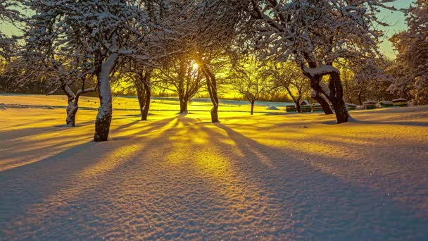 Timelapse Van Prachtige Gouden Zonsondergang Boven Besneeuwde Bosbodem Zon Verstopt — Stockvideo