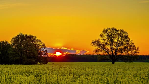 Timelapse Sol Que Levanta Céu Manhã Iluminou Sobre Campo Amarelo — Vídeo de Stock