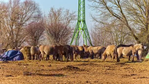 Статический Вид Стада Лошадей Поедающих Сено Сельскохозяйственном Поле Солнечный День — стоковое видео