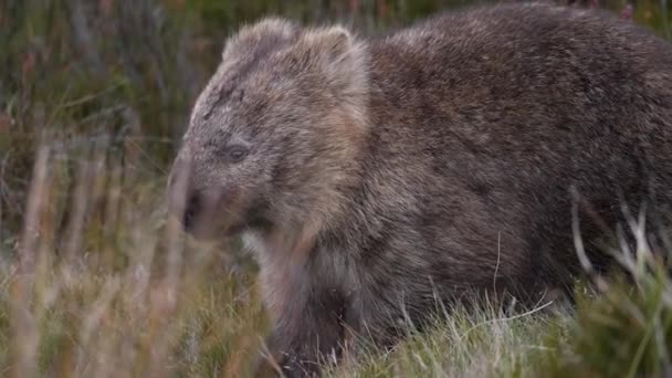 Wombat Tourne Pour Renifler Continue Manger Près Montagne Cradle — Video