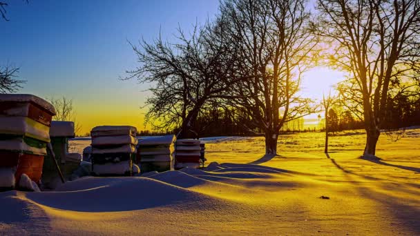 Zeitraffer Eines Wunderschönen Goldenen Sonnenuntergangs Über Schneebedecktem Waldboden Sonne Versteckt — Stockvideo