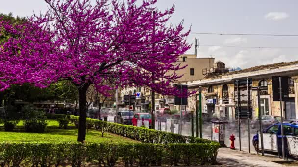 Palermo Sicilya Talya Avrupa Gündüz Vakti Açan Güzel Mor Renkli — Stok video