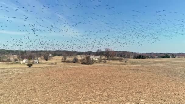 Utsikt Över Flock Gäss Som Flyger Över Ett Jordbruksfält Foderverksamhet — Stockvideo