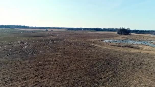 鸡群在农田里觅食活动后飞行的空中概览 白鹅在白天的迁移 — 图库视频影像