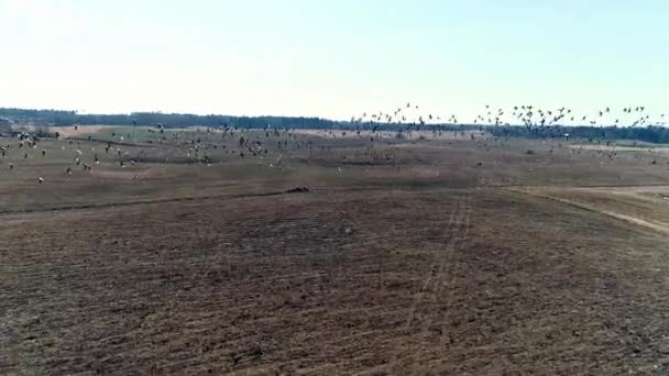 Flygfoto Flock Gäss Som Flyger Iväg Efter Utfodring Ett Jordbruksfält — Stockvideo