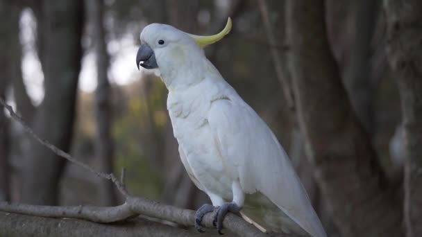 Weißer Kakadu Einem Baum Sydney — Stockvideo