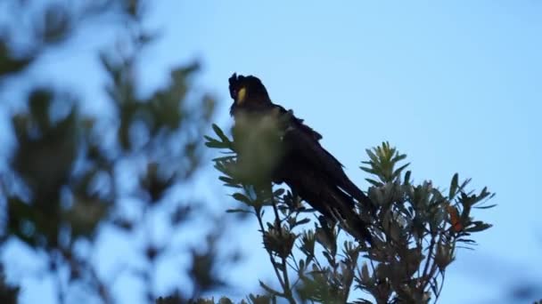 Gelbschwanzkakadu Auf Einem Baum — Stockvideo