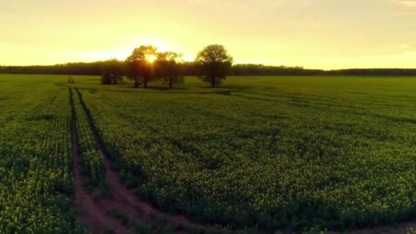 Rendimento Florescente Colheita Colza Durante Antena Pôr Sol — Vídeo de Stock