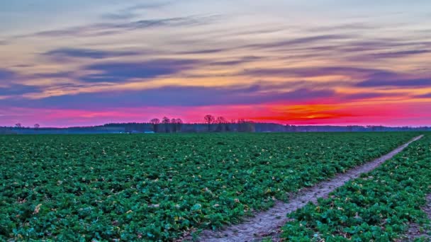 田舎の農場の畑の後ろの黄金の日の出の間 空の雲の時間の経過ショット — ストック動画