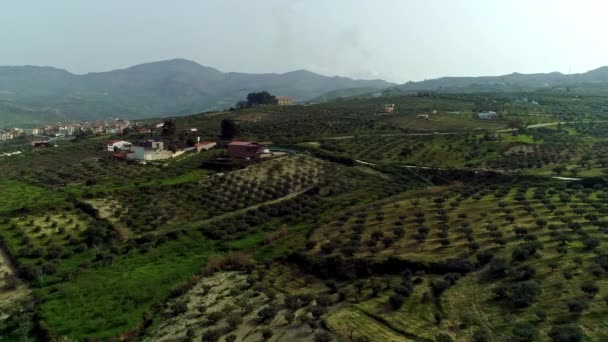 Splendida Vista Panoramica Drone Terreni Agricoli Oliveti Aranceti Sicilia — Video Stock